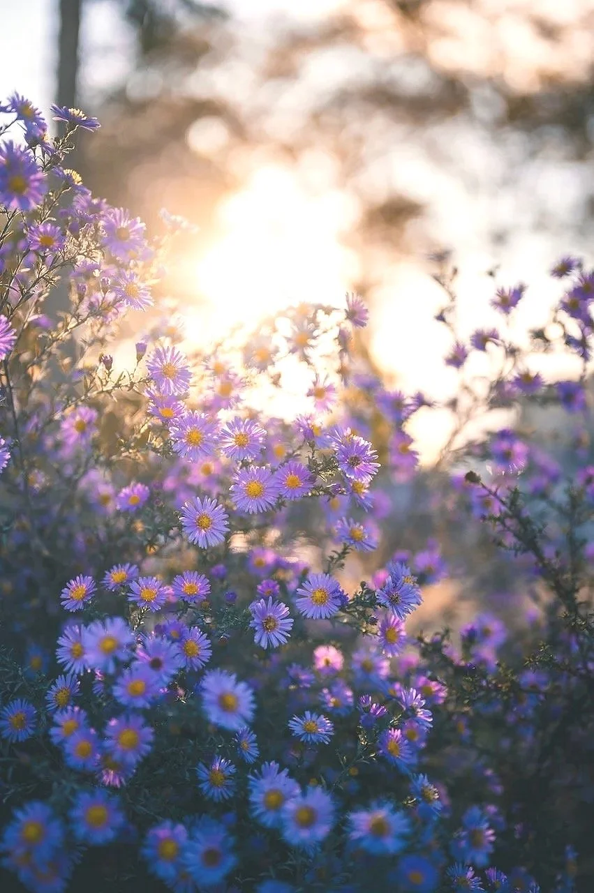 Purple daisy-like flowers blooming in sunlight with blurred background and warm sunlight shining through the trees.