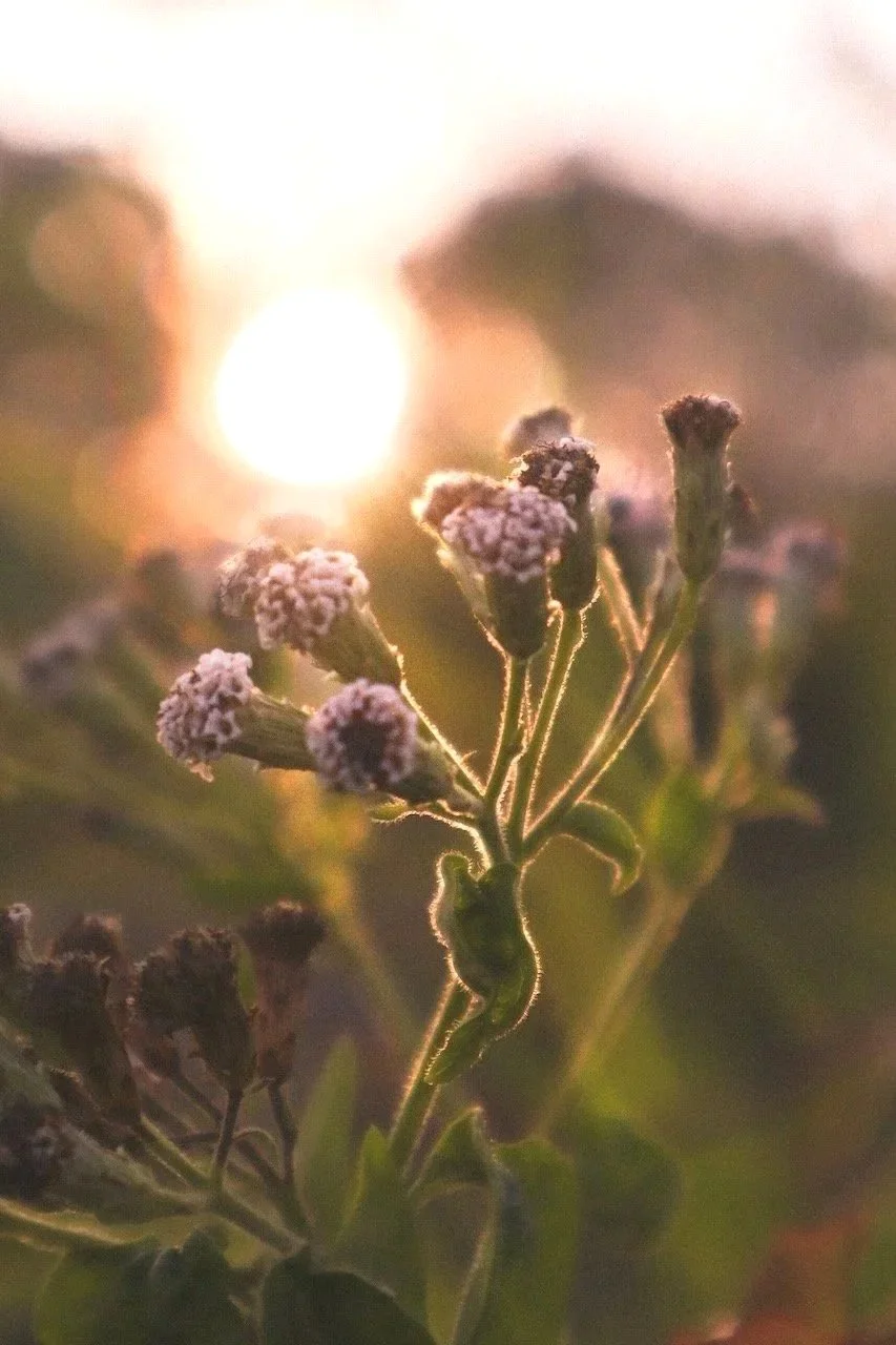 Close-up of small purple flowers on a plant during sunset with warm sun glow in background.