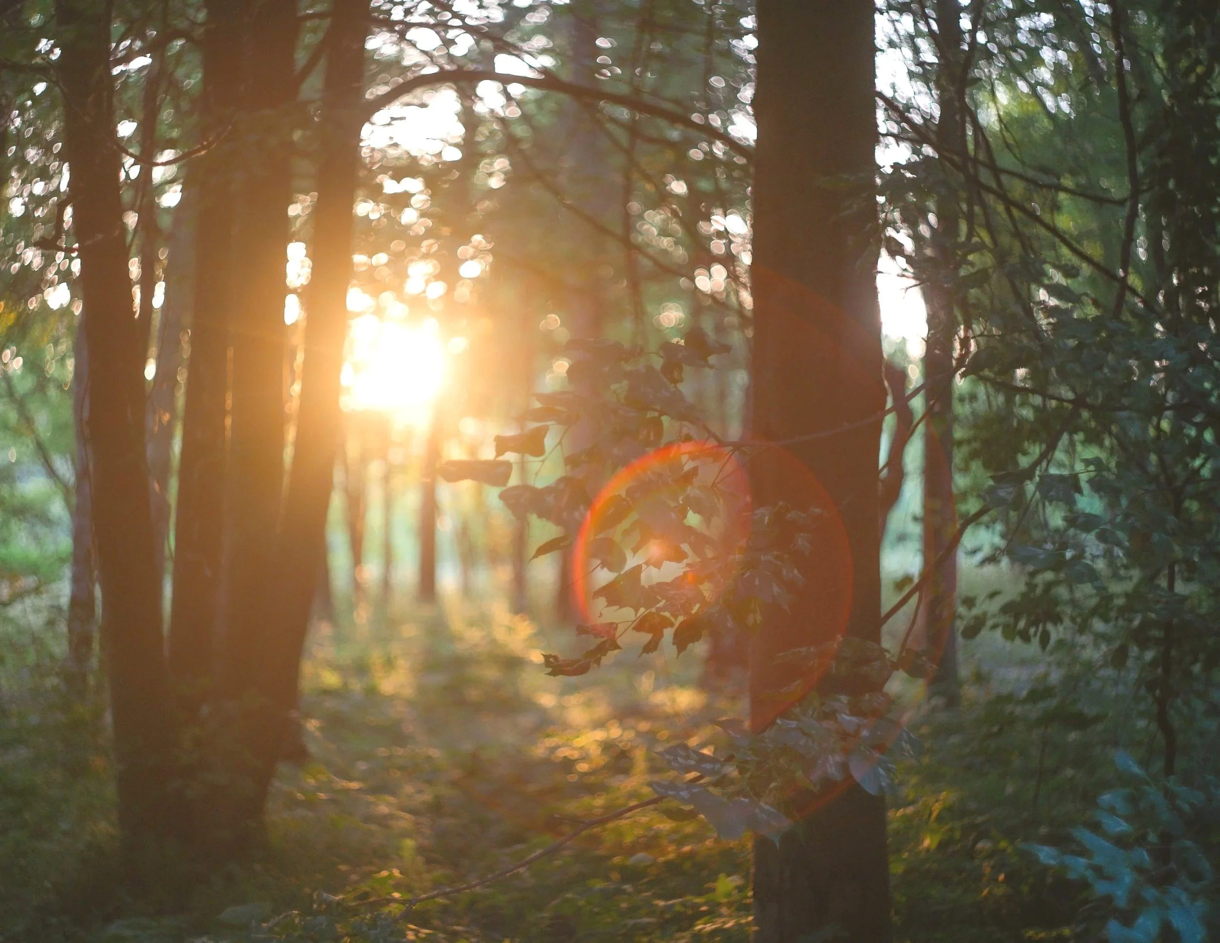 Sunshine streaming through a forest with trees and foliage, creating a bright and serene natural scene.