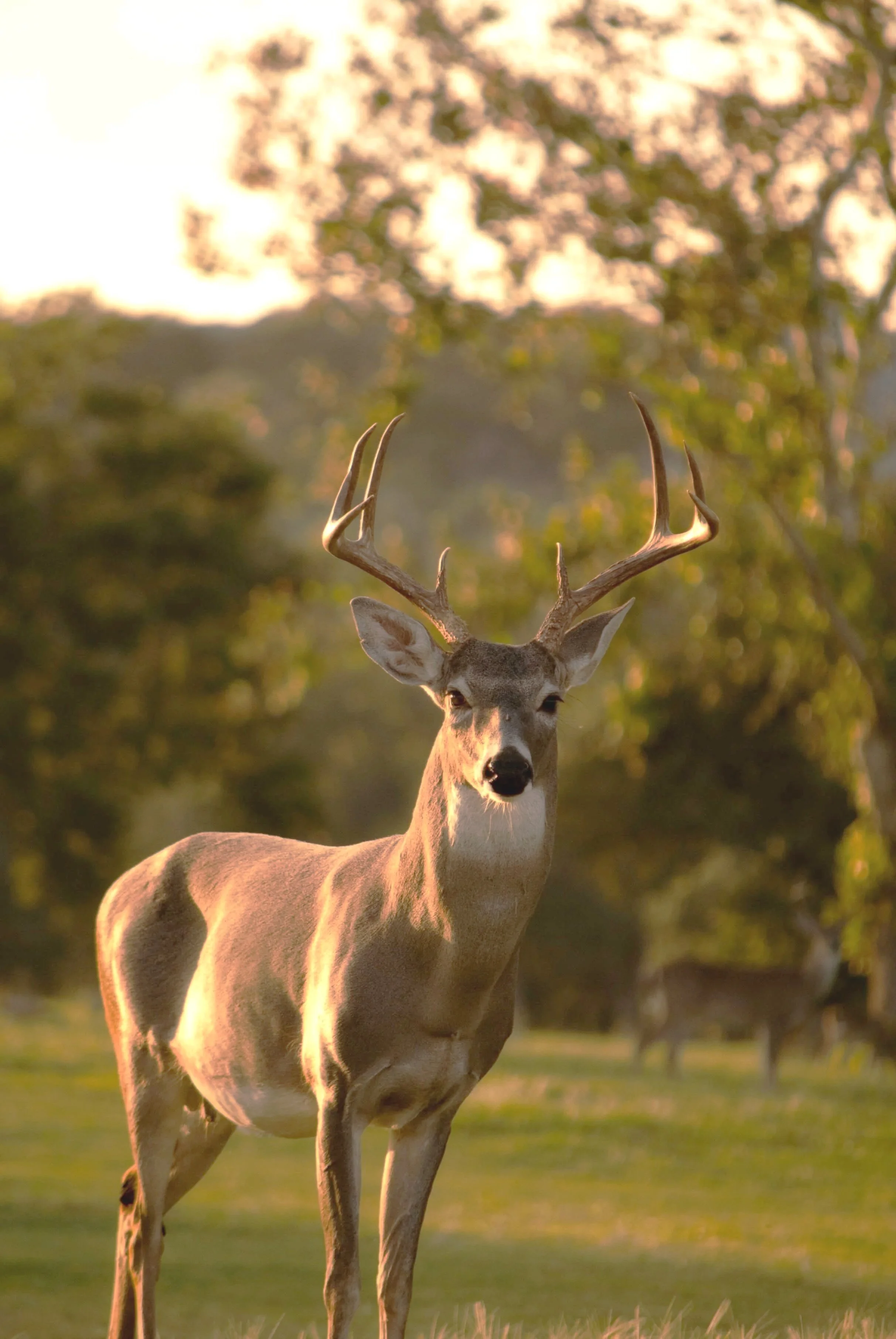 buck deer strong and alert