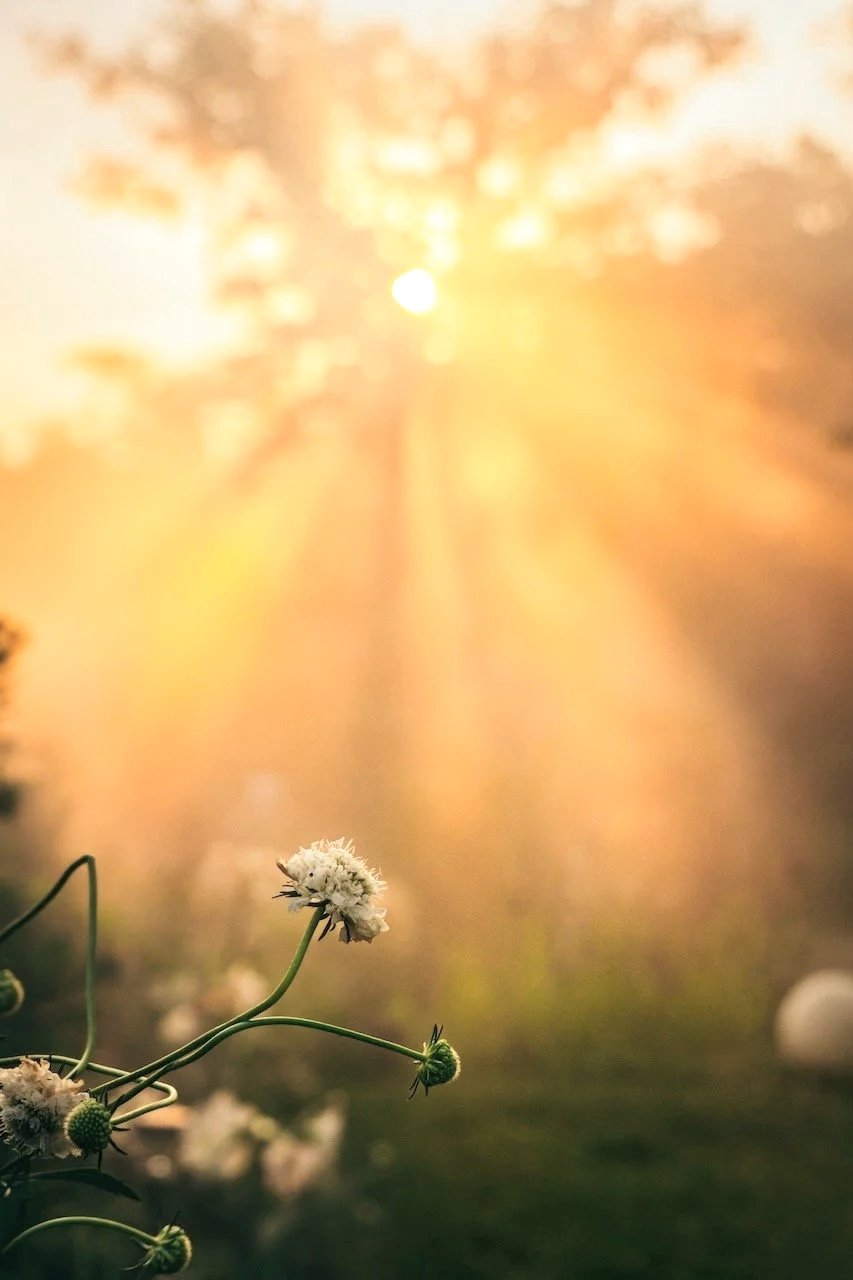 A few small white flowers on green stems in the foreground with sunlight filtering through trees in the background.