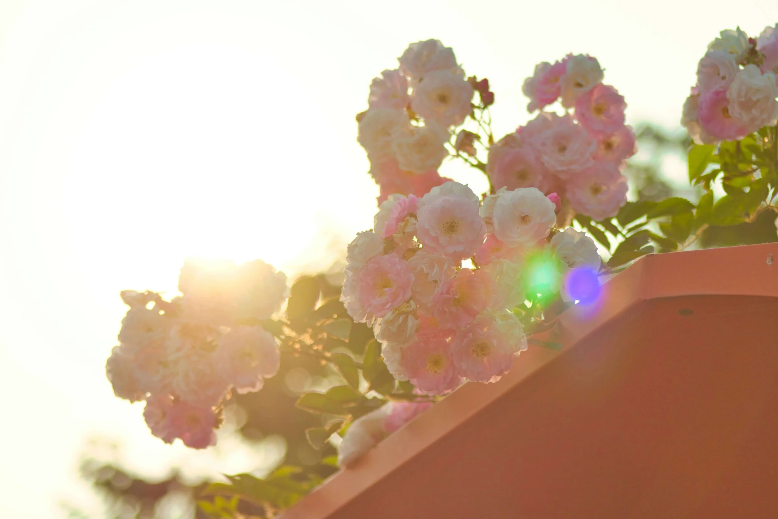 Pink and white flowers in a planter, backlit by sunlight with lens flare.