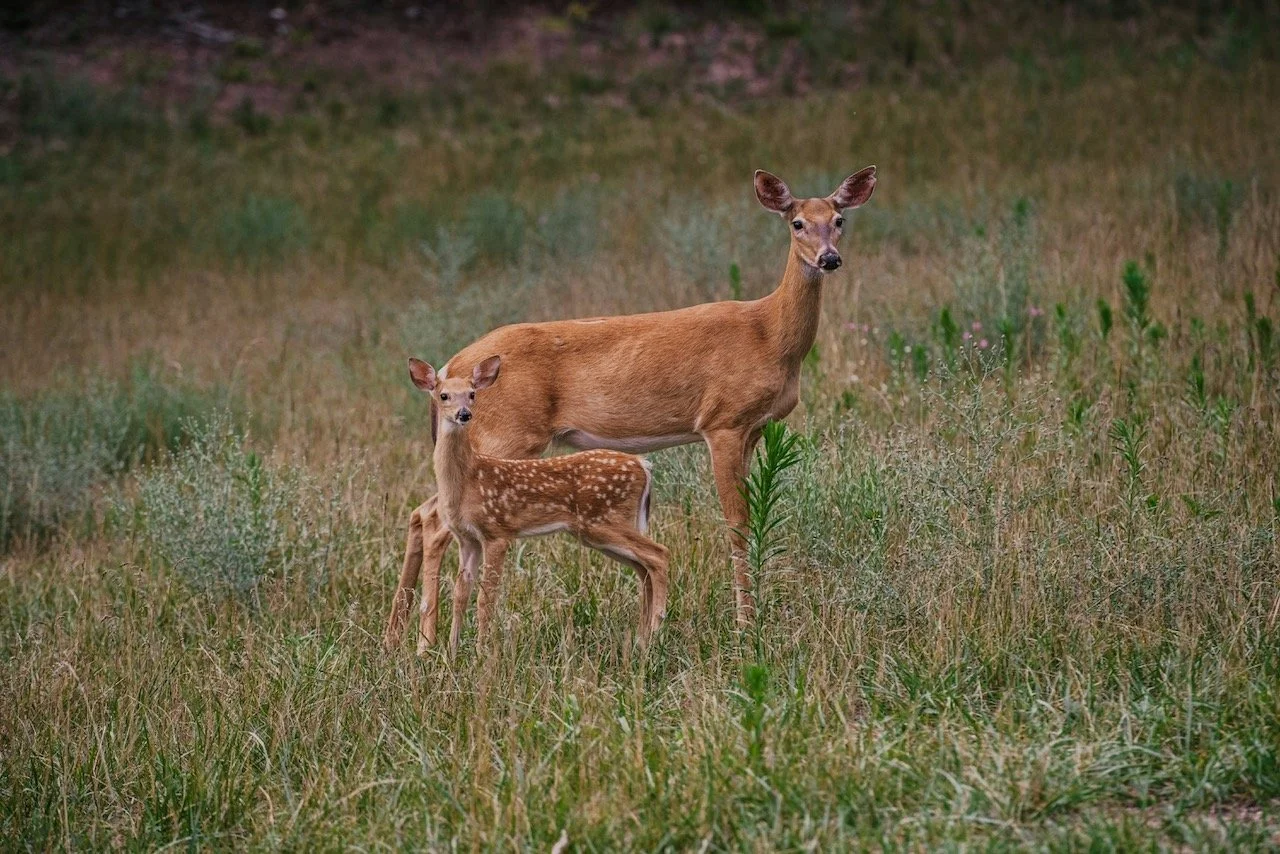 fawn that is dependent on its mother