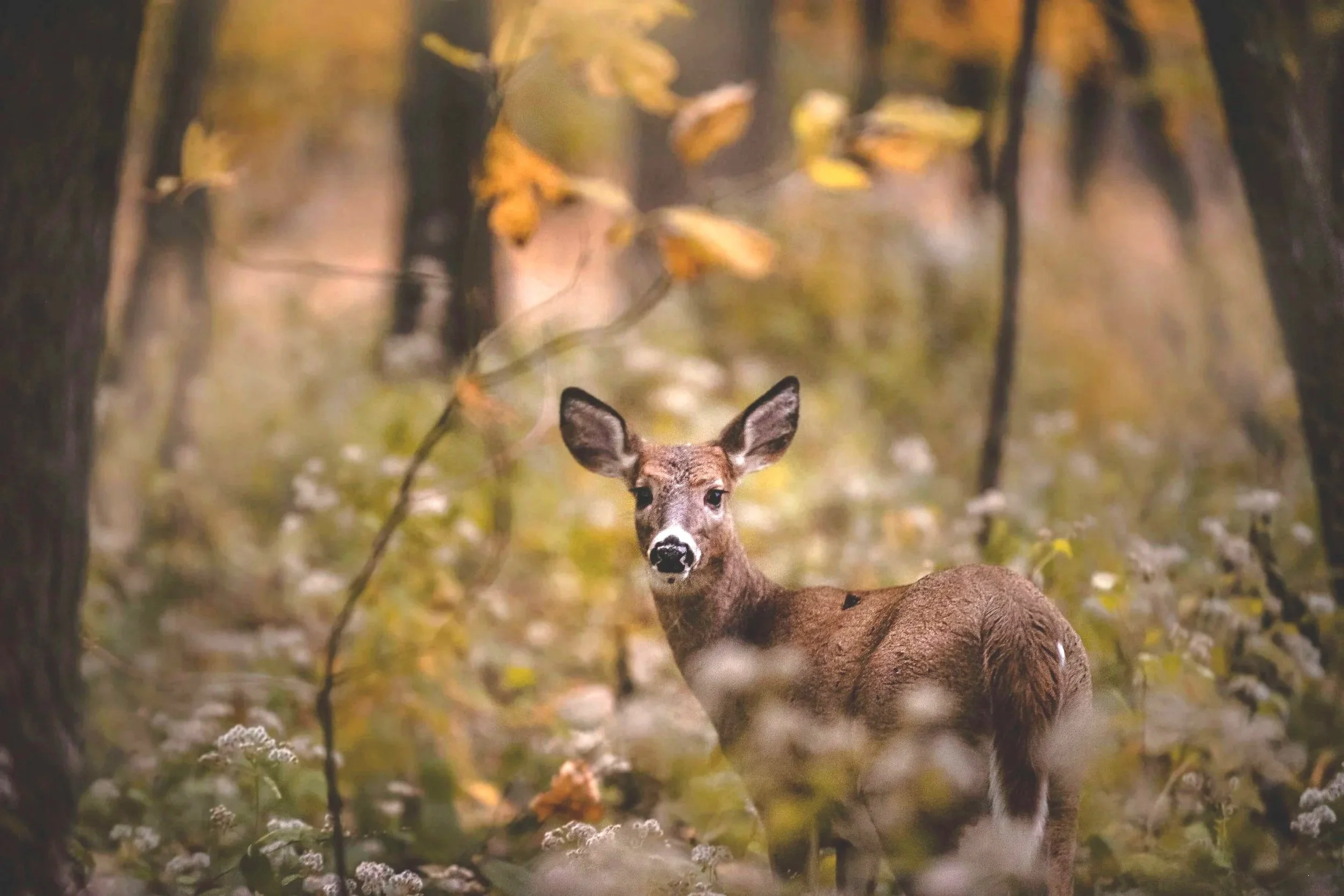 deer hypervigilant scan for danger
