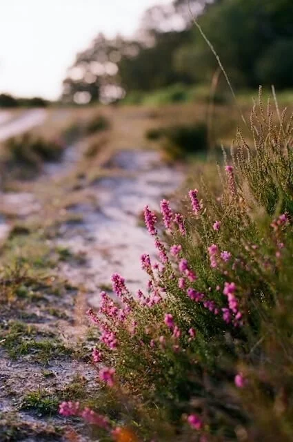 Pink wildflowers growing along a dirt path in a natural outdoor setting with trees in the background.