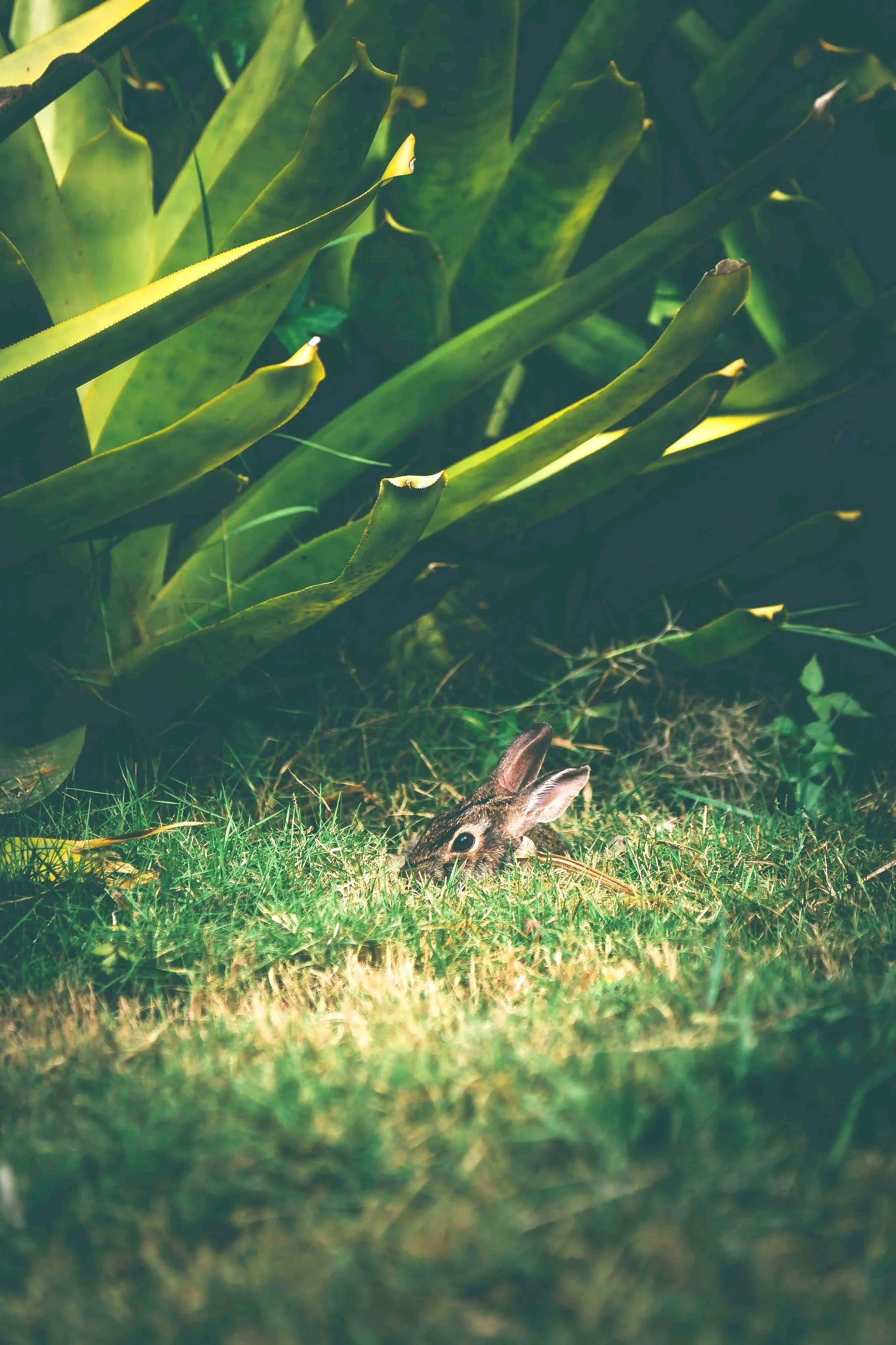 rabbit in freeze mode