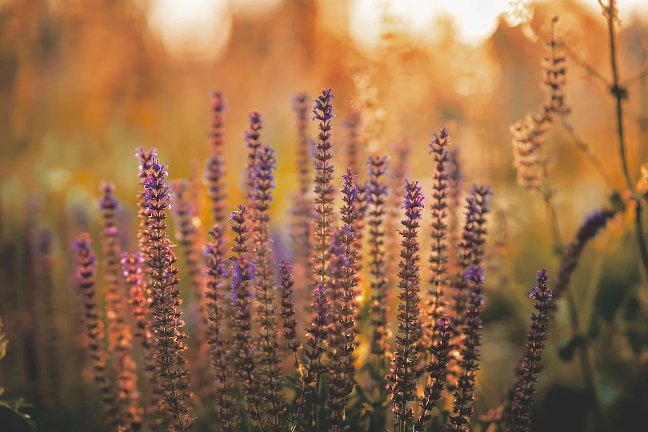 Close-up of purple flowering plants in sunlight.