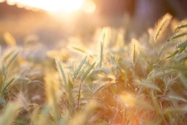 Close-up of grass or wheat field during hopeful sunrise with warm light and soft focus.