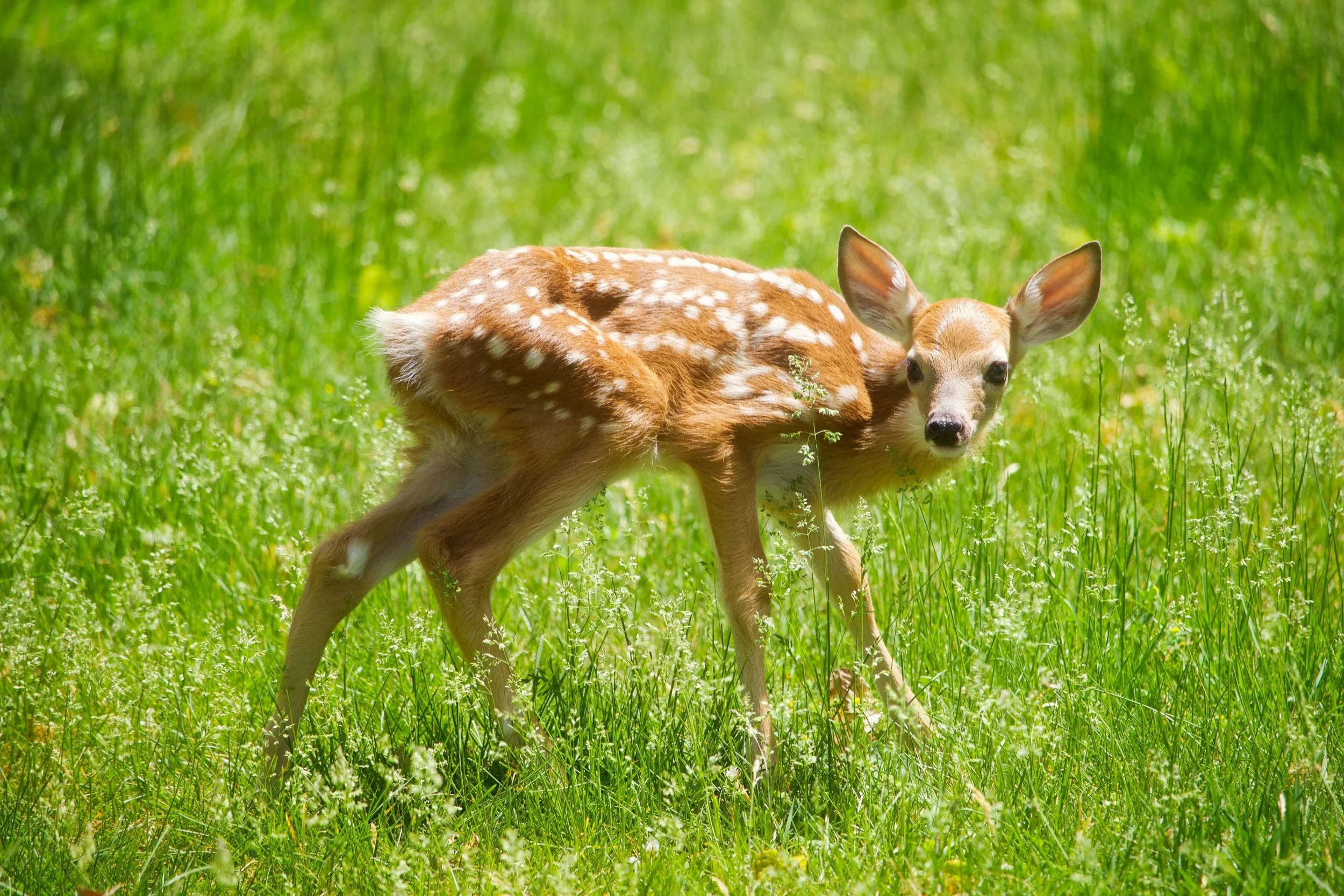 helpless fawn dependent on others for survival