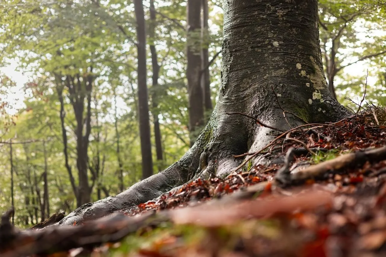 tree with deep roots