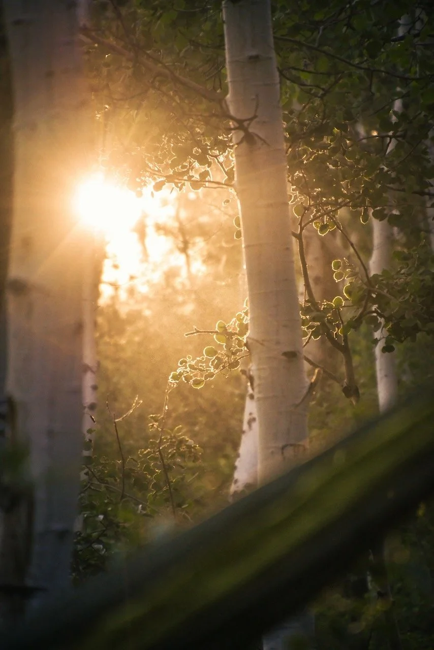 Sunlight shining through a forest of white-barked aspen trees with green leaves.