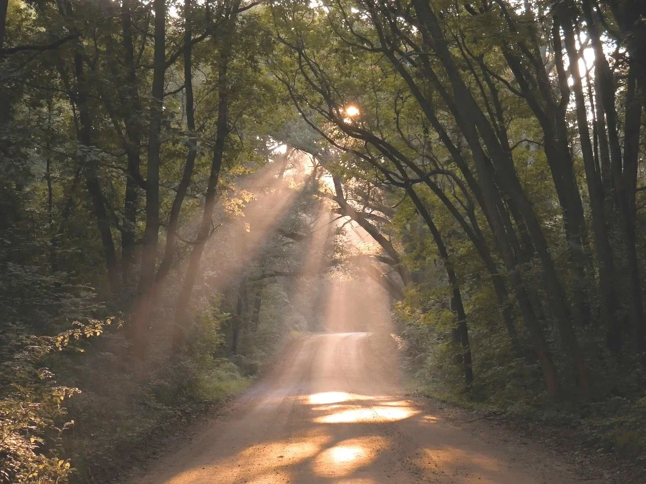 A dirt road winding through a dense forest with sunlight streaming through the trees.
