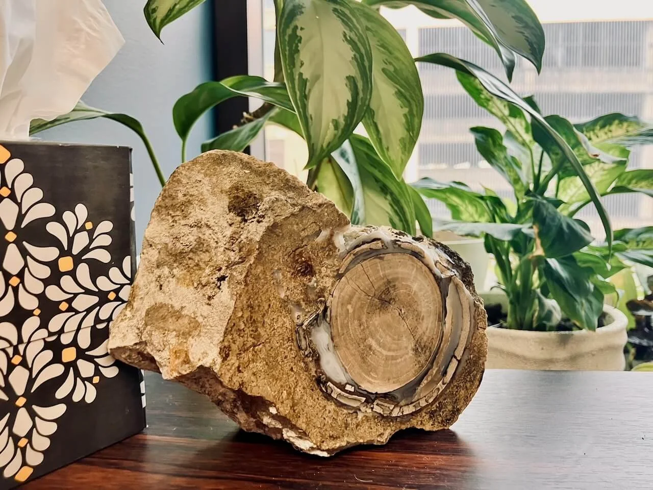 Tissues, potted plants, and a fossil rock in front of a window that looks across downtown Wichita.