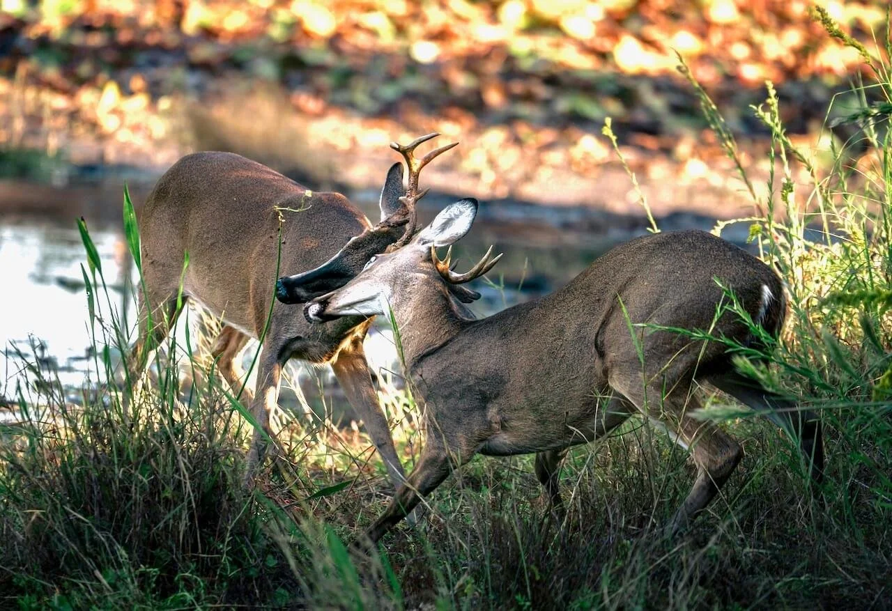 two deer wrestling fight mode