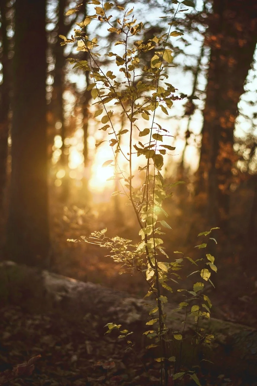 A small plant with light green leaves standing in the sunlight, with a blurry forest background at sunset.