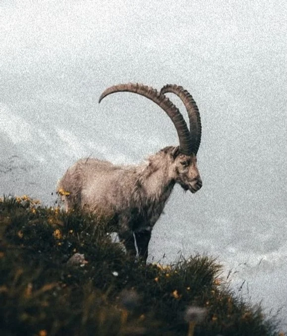 A mountain goat standing on a grassy hill with yellow flowers, against a cloudy sky.