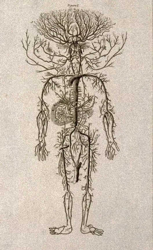 An anatomical illustration combining a human body with a tree, showing the human circulatory system as the tree's branches, with the human torso and limbs integrated into the tree's trunk and roots.