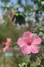 Pink flower with green leaves and blurry background
