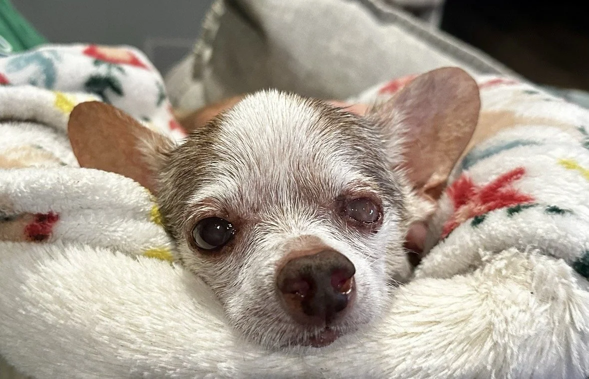 Grace, a small Chihuahua, resting peacefully on a colorful blanket at Finding Grace Sanctuary.