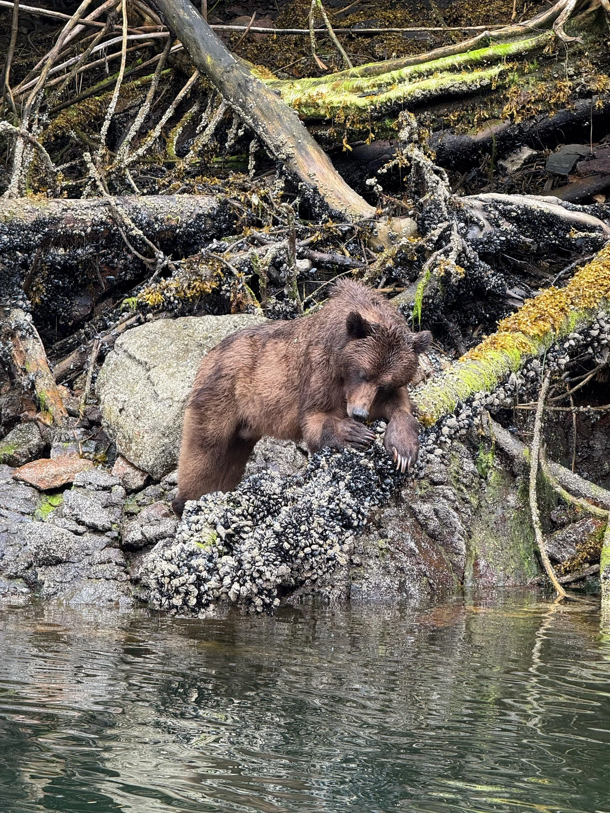 Grizzly bear on a rocky shoreline eating barnacles beside the water, photographed during work with Khutzeymateen Lodge.