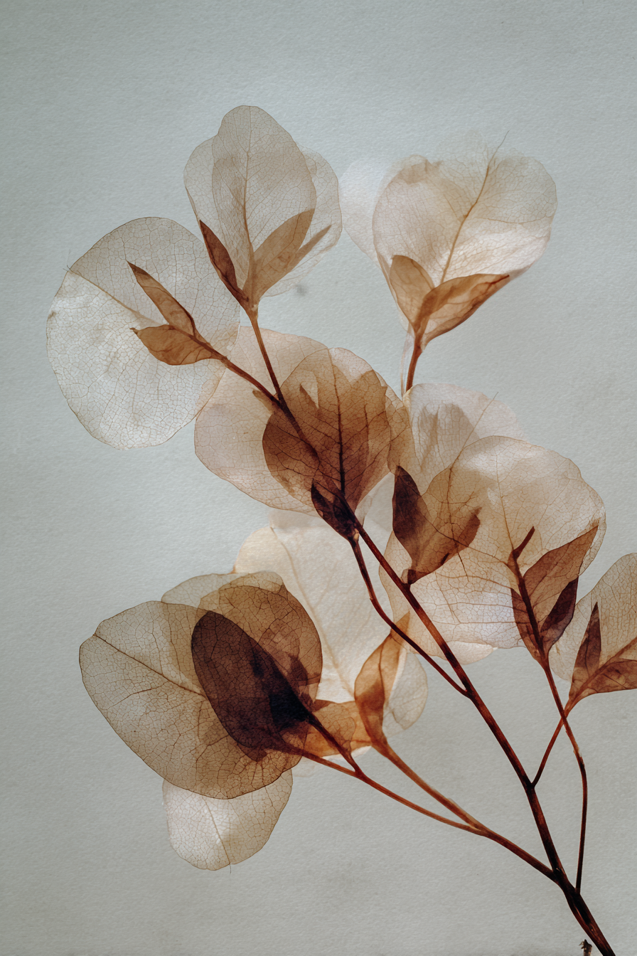 wbcreativews_Minimal_botanical_wall_art_translucent_blossom_b_5dc61395-51c4-42f9-bd1f-e6dfc08be0b3_1.png