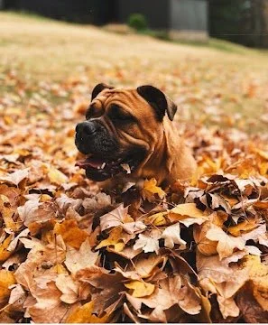 Nov 17, 2025 at 8_38 AM.jpg