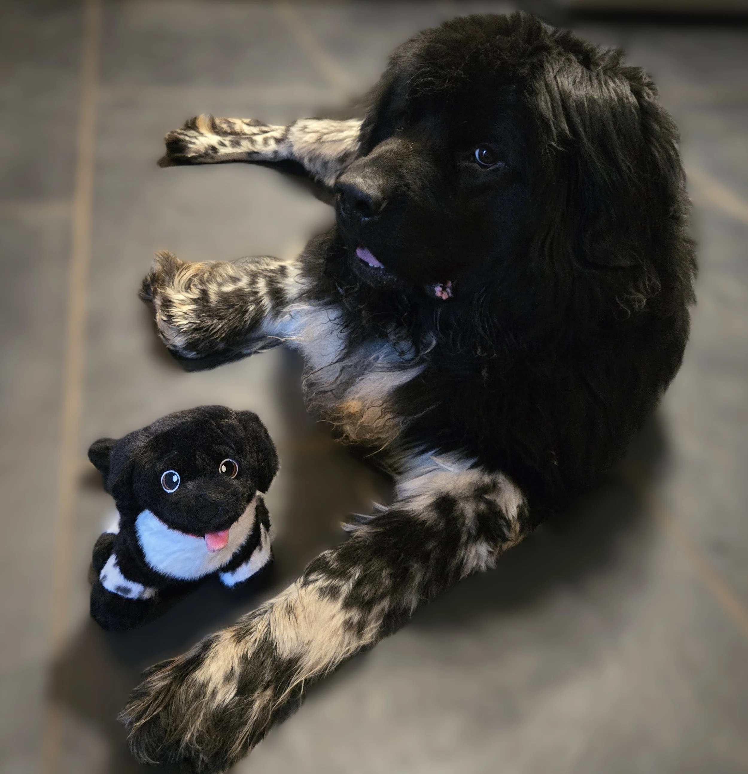 Thor and His Plushy Purchase.jpg