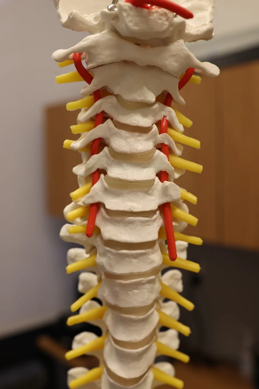 A model of a human spine showing vertebrae in white, with red and yellow rods representing nerves or spinal cord structures.