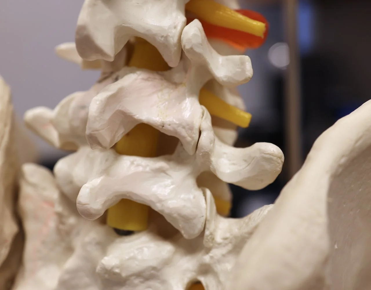 Close-up of a model of a human spine with vertebrae and intervertebral discs visible.