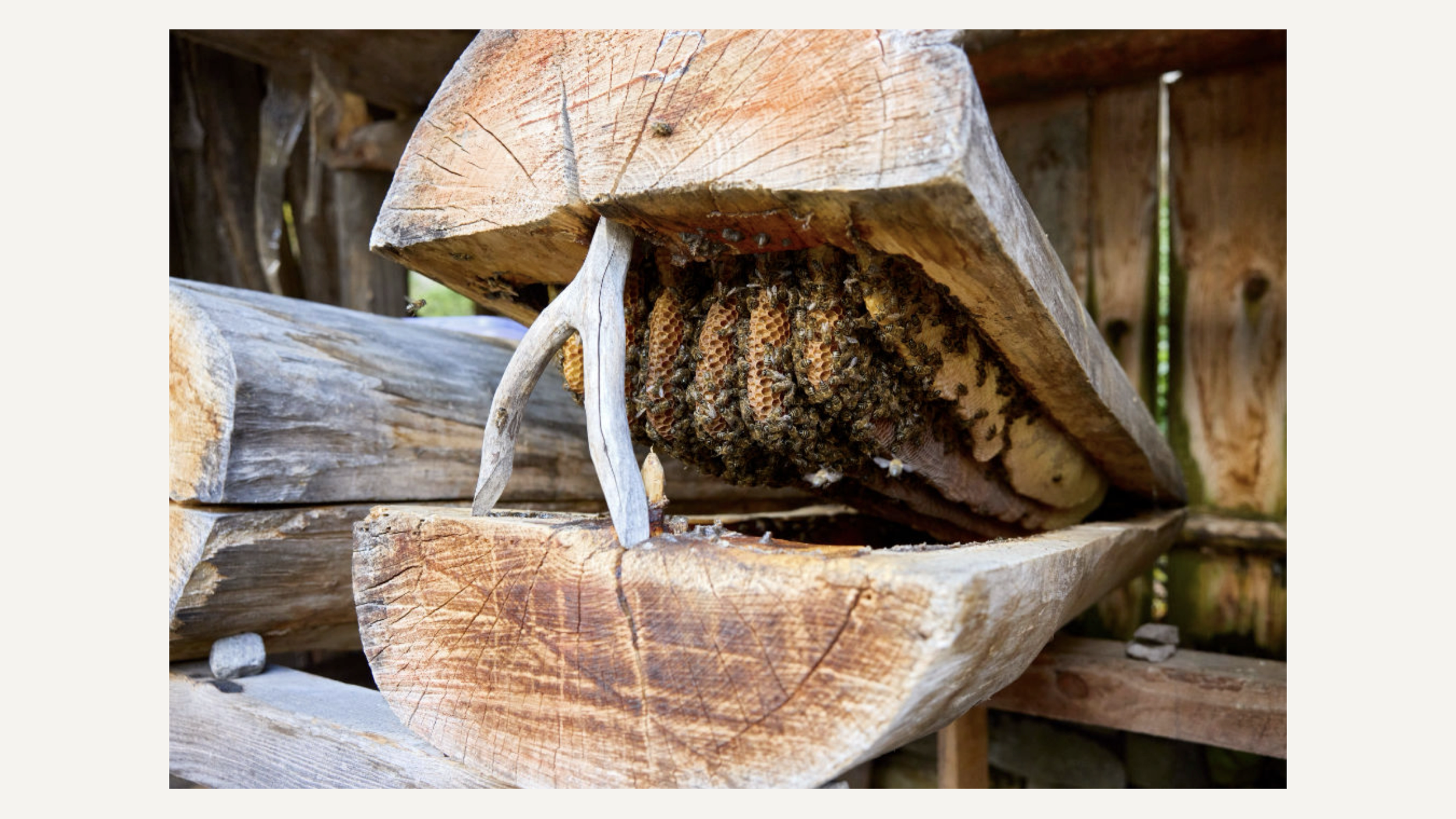 Close-up of a beehive located inside a wooden structure, with bees constructing honeycomb. Maison Connoisseur Honey. Robert Ranfranz.
