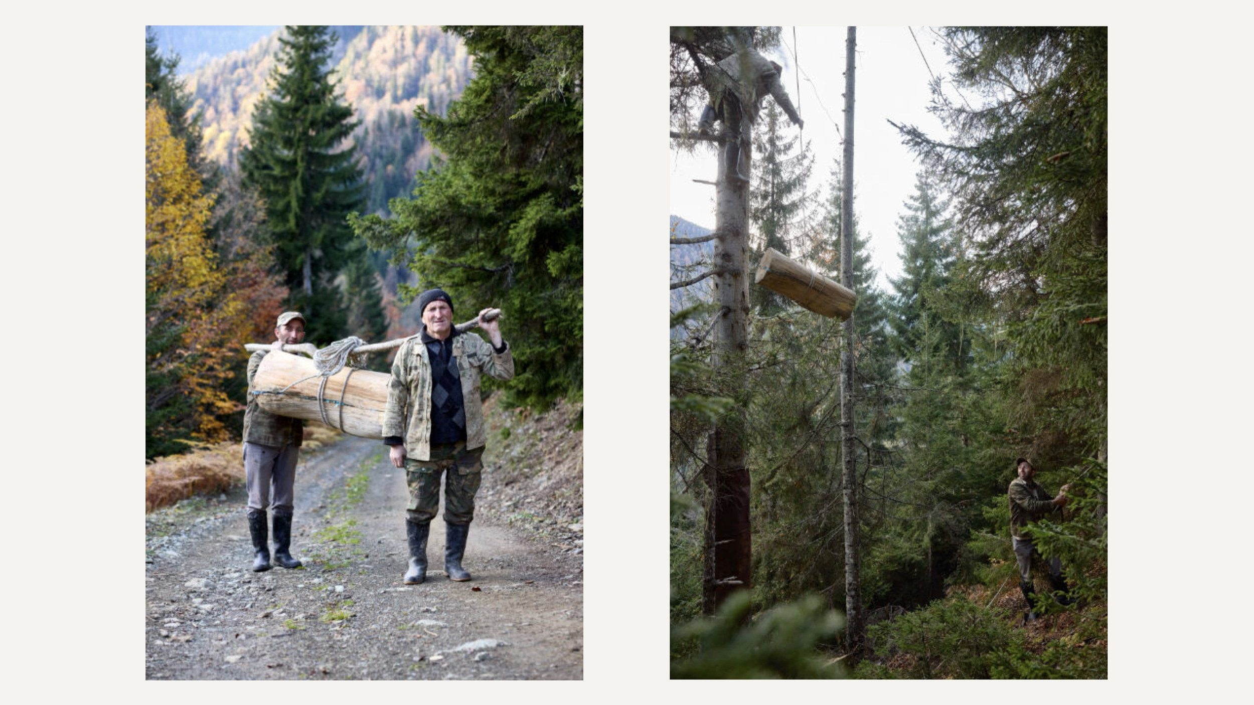 Two men walking along a dirt trail in a forest with one carrying a large log on his shoulder, surrounded by tall evergreen trees and mountains in the background. Maison Connoisseur Honey. Robert Ranfranz.