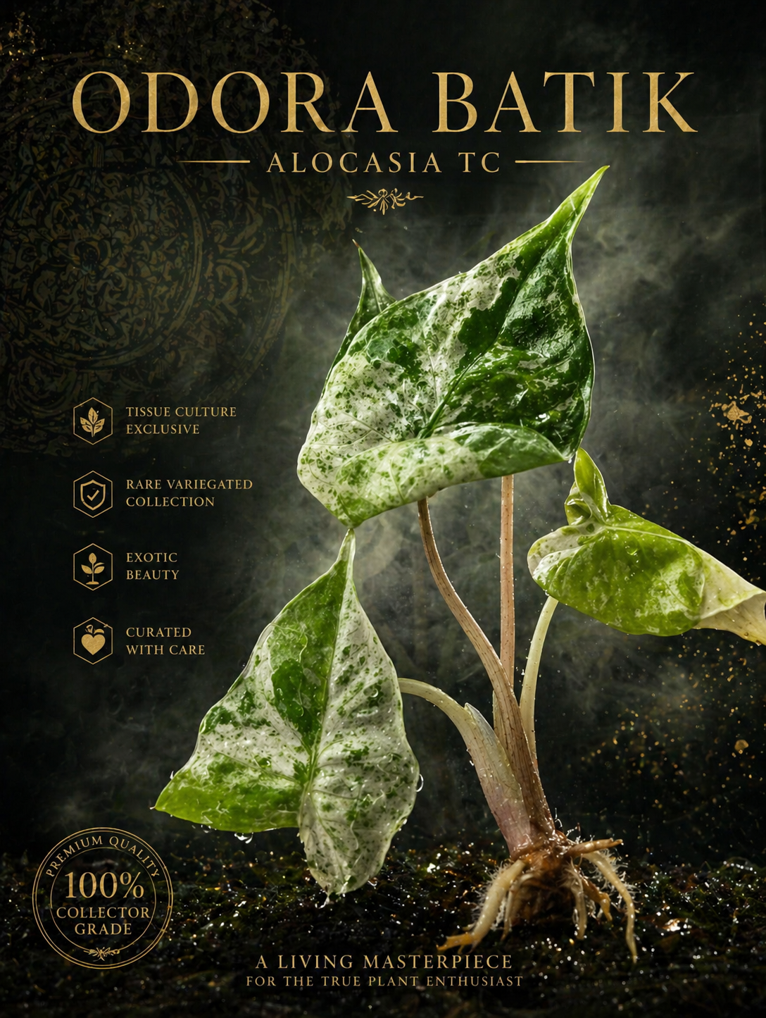 Alocasia Odora Batik TC (Tissue Culture)