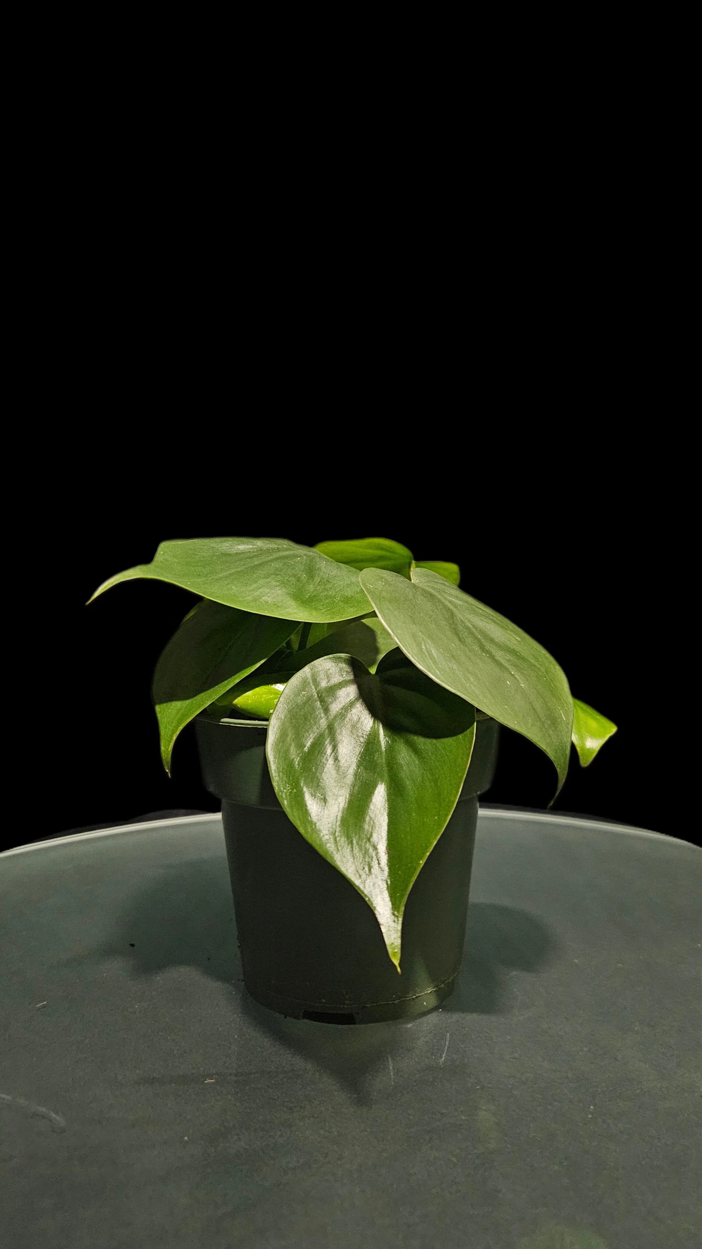 Philodendron Heart Leaf