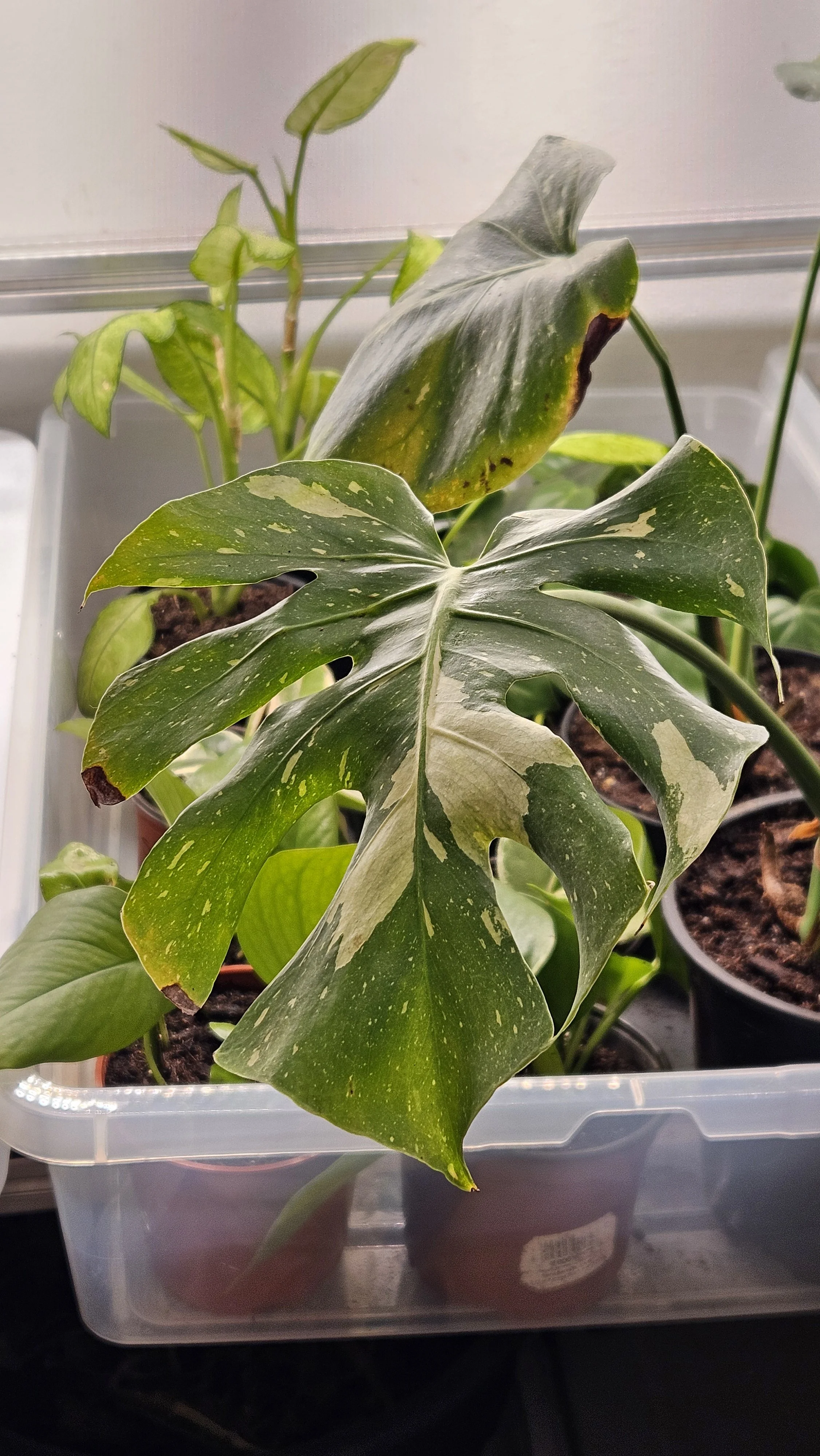 Monstera Thai Constellation