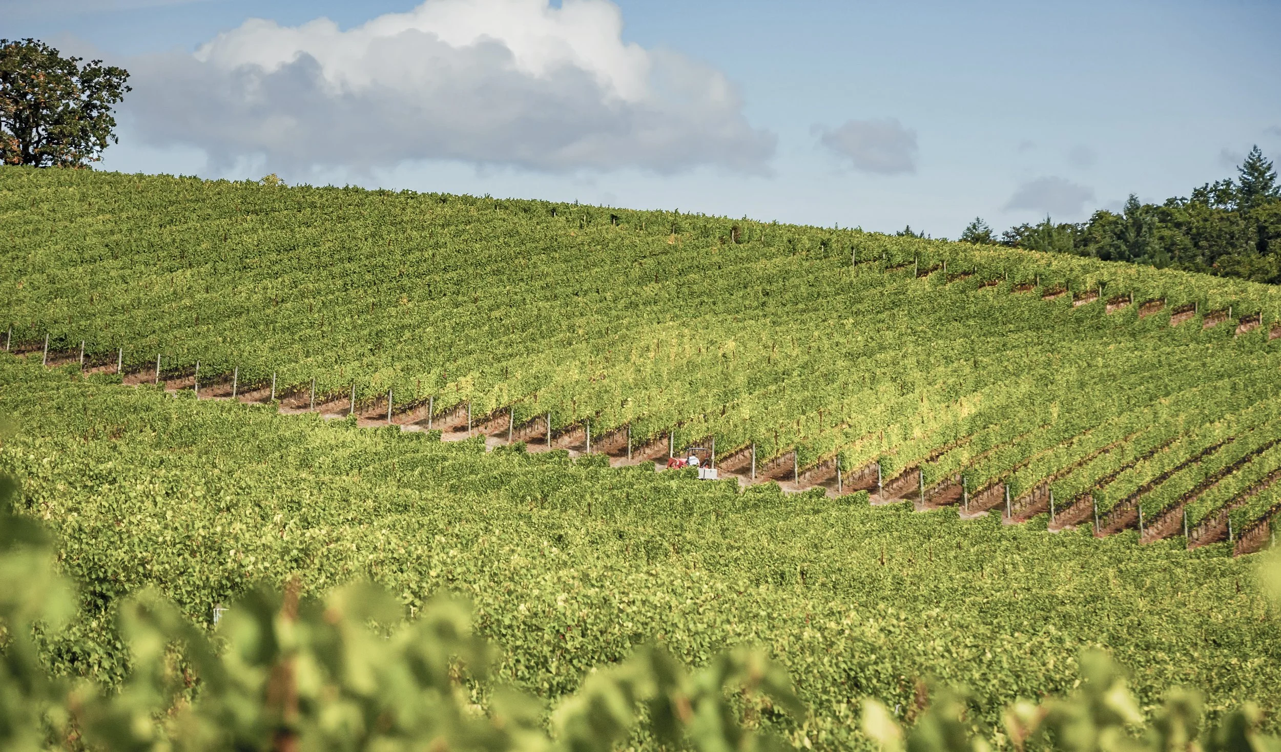 A vineyard on a hillside with rows of grapevines, a tractor in the distance, green foliage, and a cloudy sky.