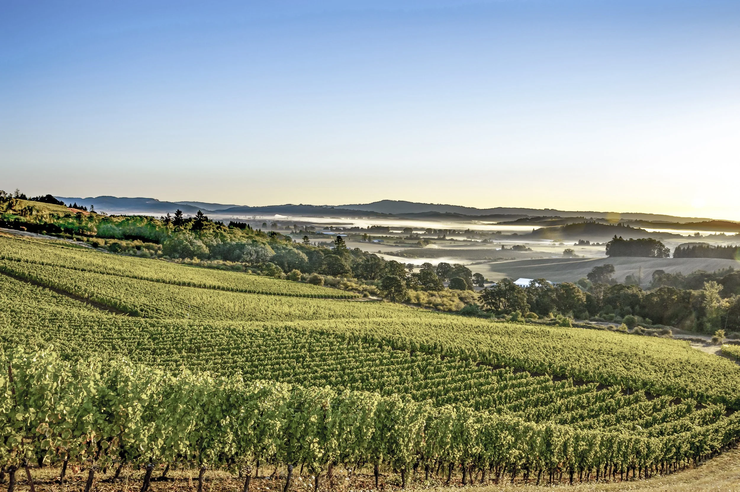 A scenic view of lush green vineyards on rolling hills under a clear blue sky with mist over distant hills at sunrise.