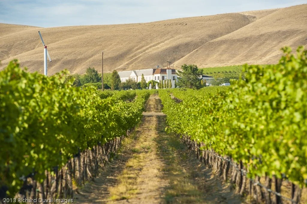 Vineyard with lush green grapevines, a dirt path in the middle, a white house in the background, and dry hills with a wind turbine in the distance under a partly cloudy sky.