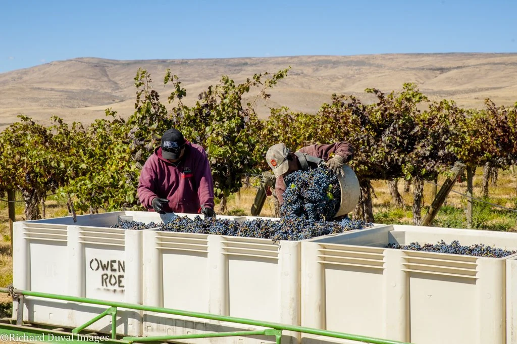 Two workers in vineyard harvesting grapes into large white containers with a vineyard and mountains in the background.