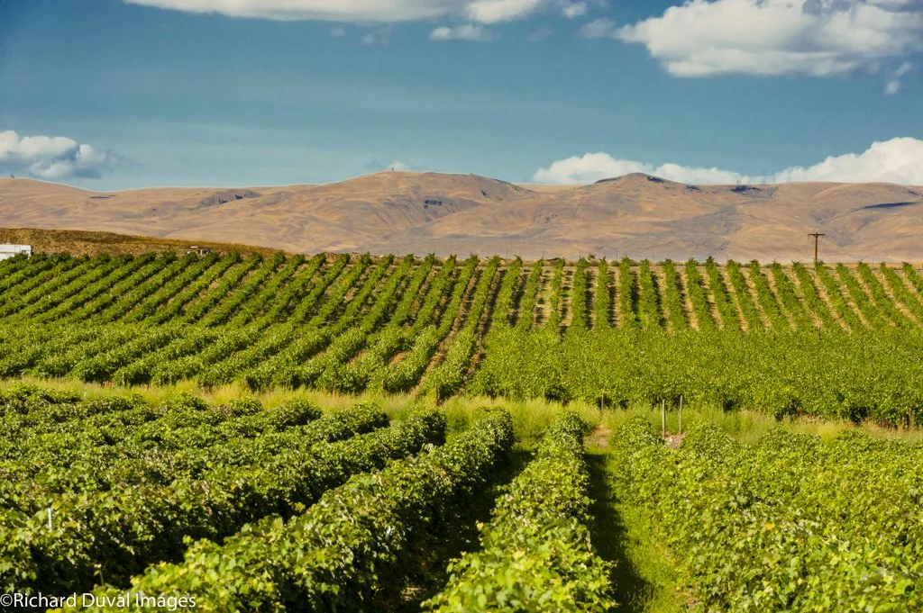 Vineyard with rows of grapevines on rolling hills under a partly cloudy sky.