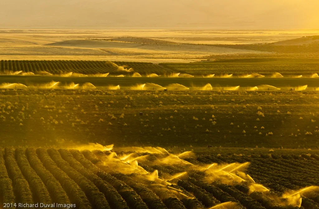 Agricultural fields being irrigated at sunset with sprinklers spraying water across the land.