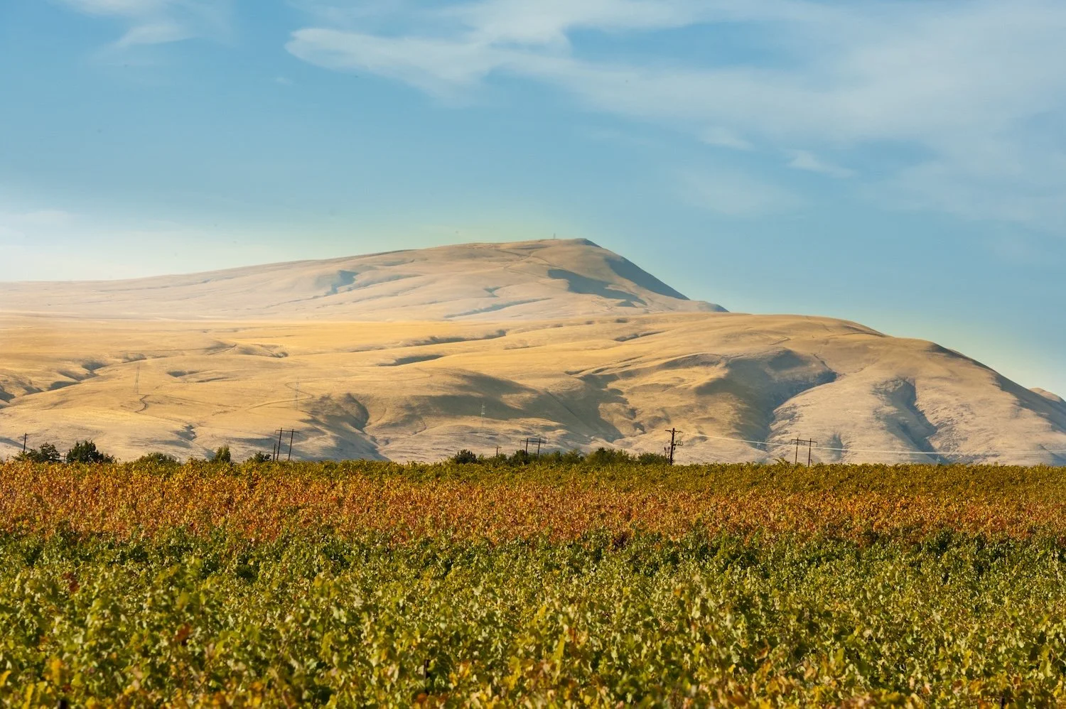 Vineyard with rolling hills and mountains in the background under a partly cloudy sky