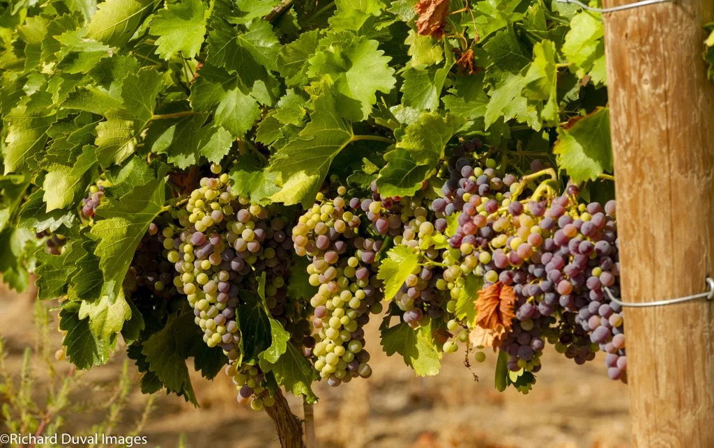 Grapevines with clusters of grapes hanging, surrounded by green leaves, supported by wooden posts in a vineyard.