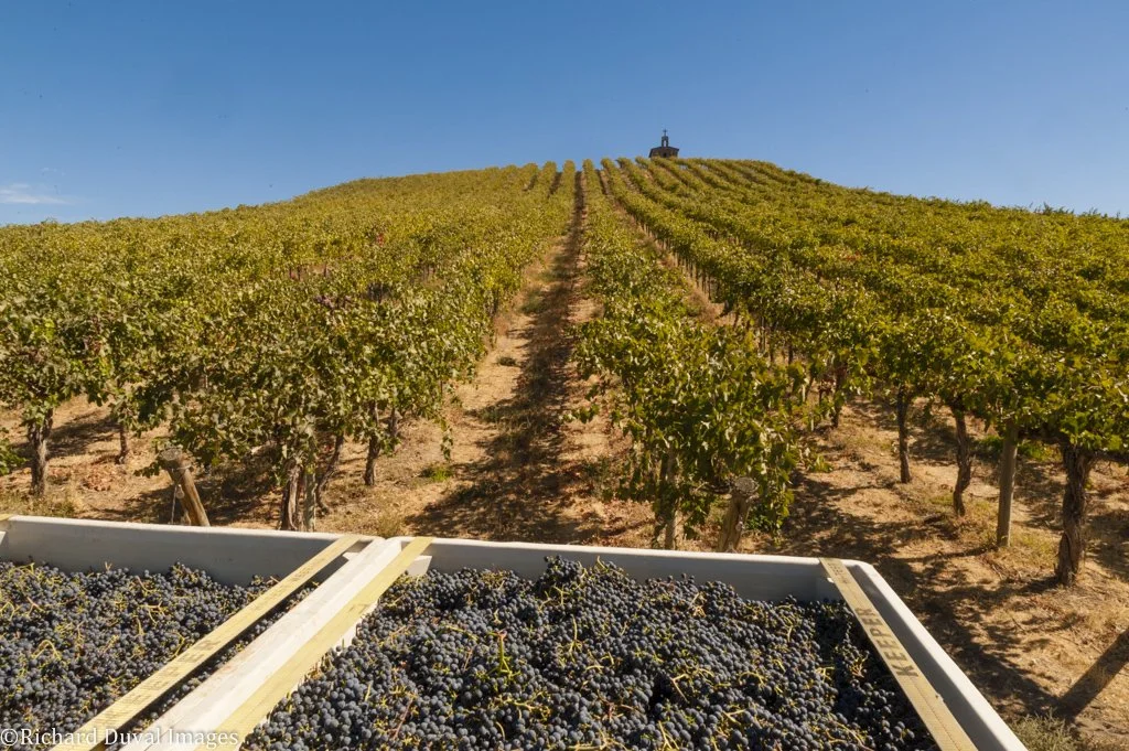 Vineyard with rows of grapevines under a clear blue sky, and a truck bed filled with harvested dark purple grapes in the foreground.