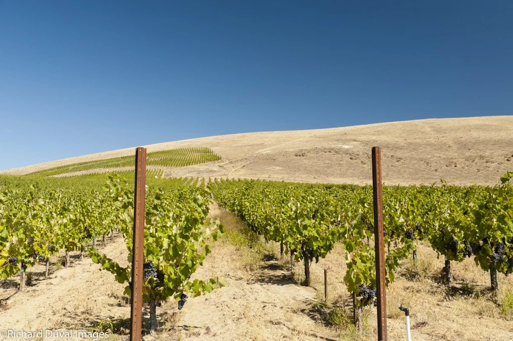 A vineyard with rows of grapevines on a sunny day with a clear blue sky and dry hills in the background.