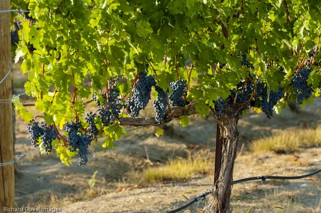 Grapevine with bunches of dark purple grapes hanging from the plant in a vineyard.