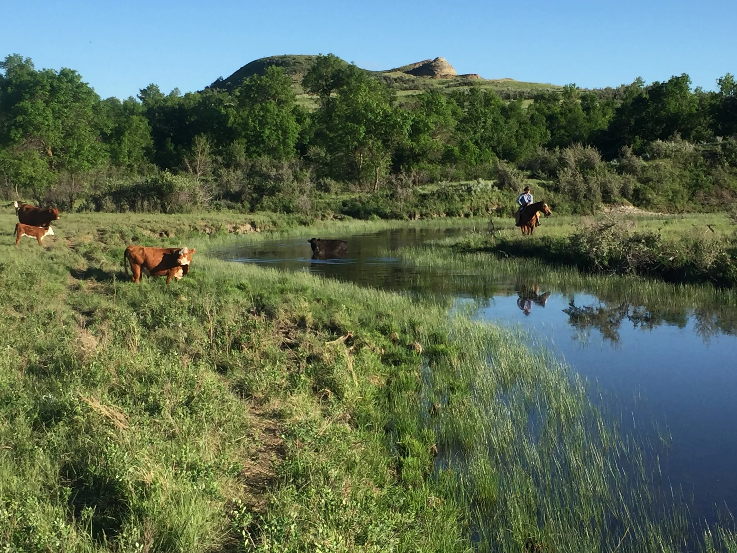 3 Ox Meats | Grass-fed beef in Grassy Butte ND
