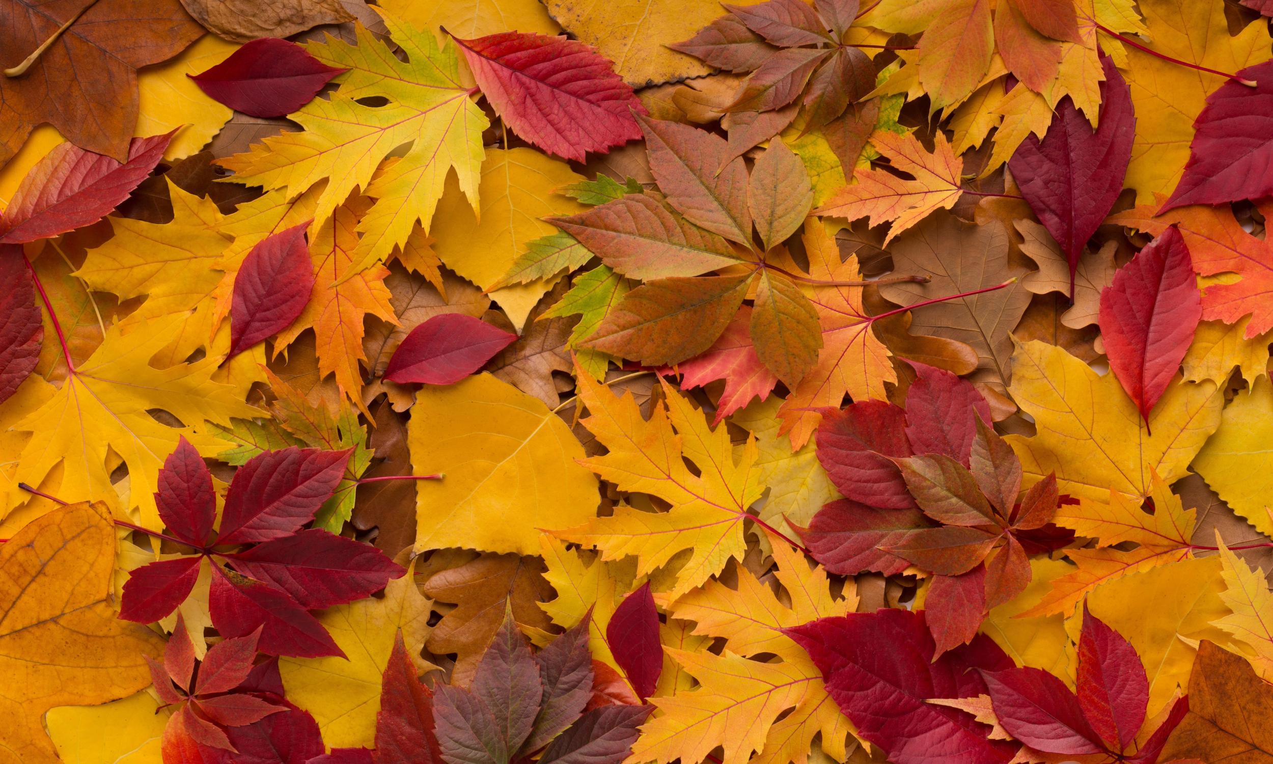 Michigan Autumn Destinations