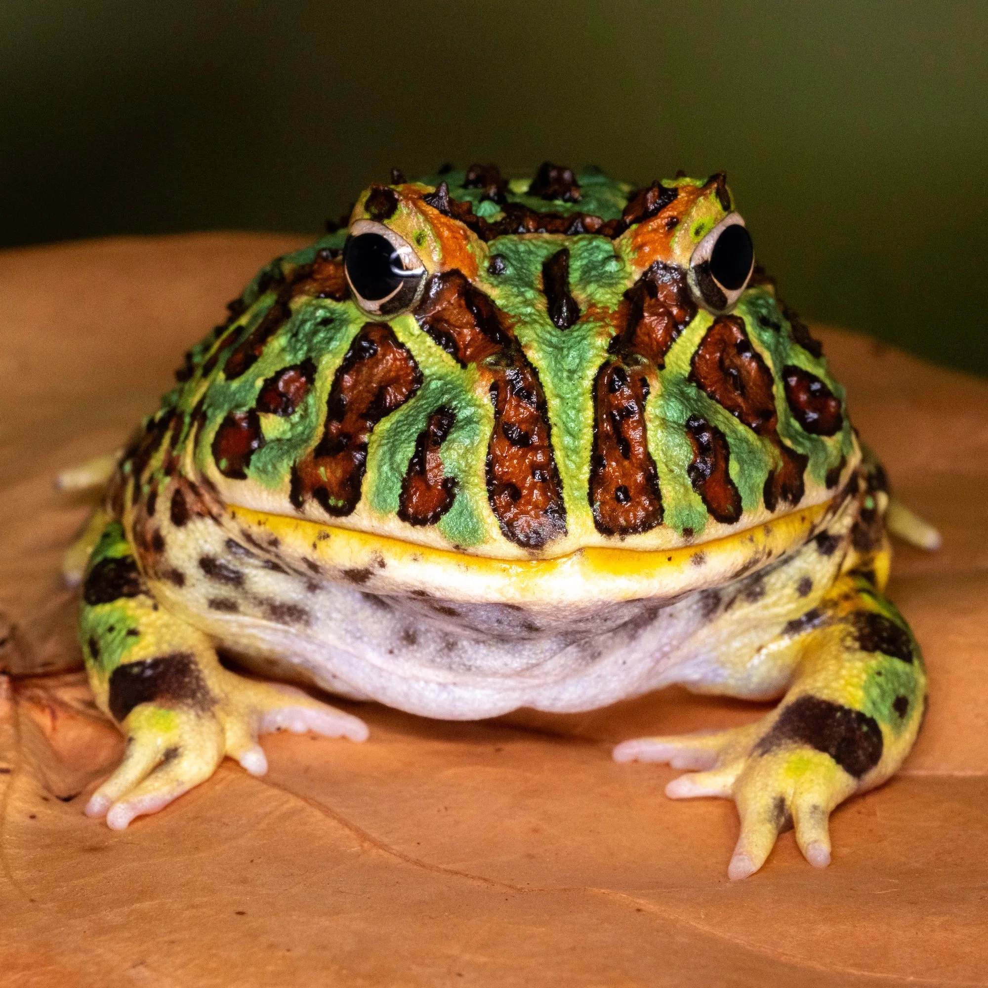 DSC_6436 Lois Anderson.jpg