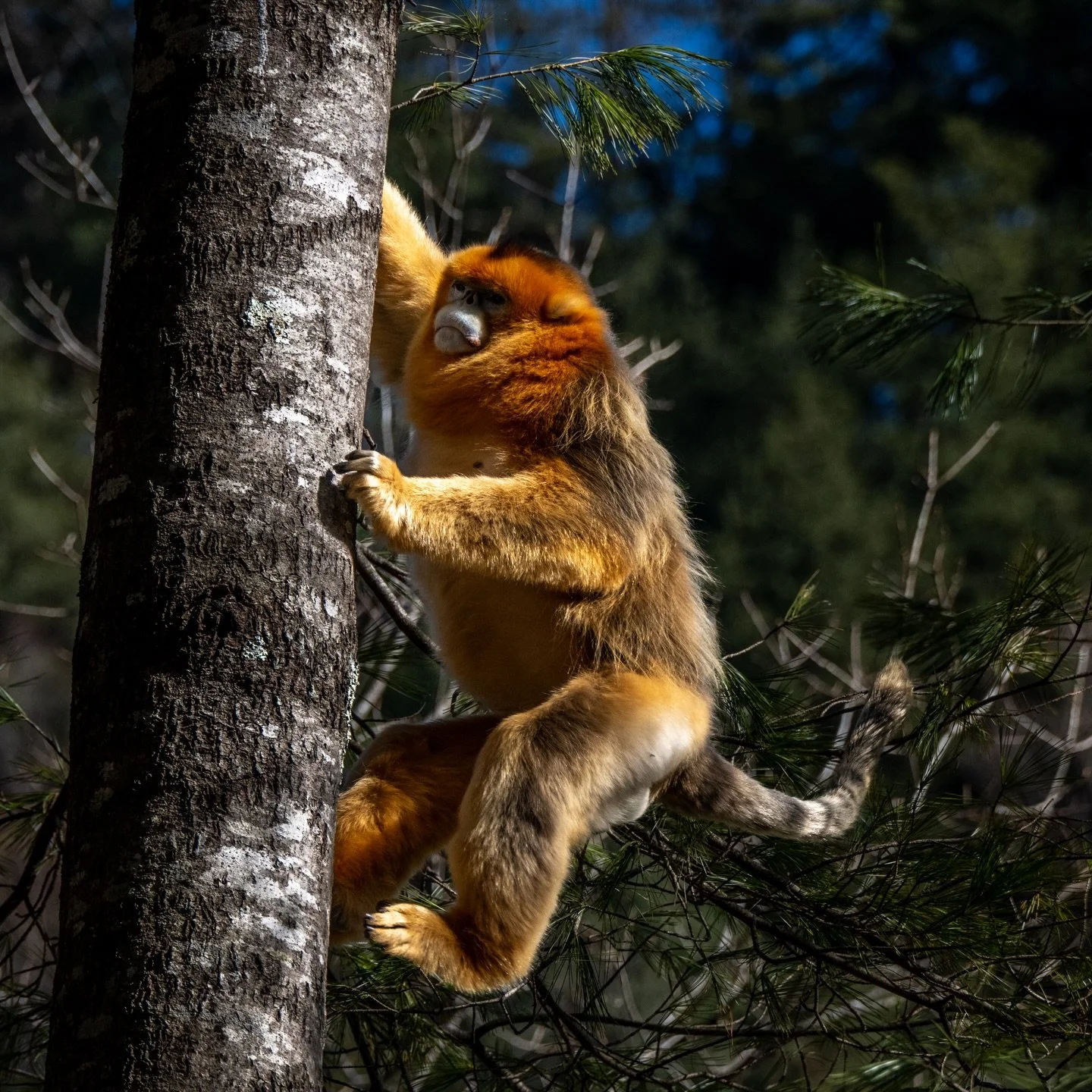 Climate-crafted Creatures