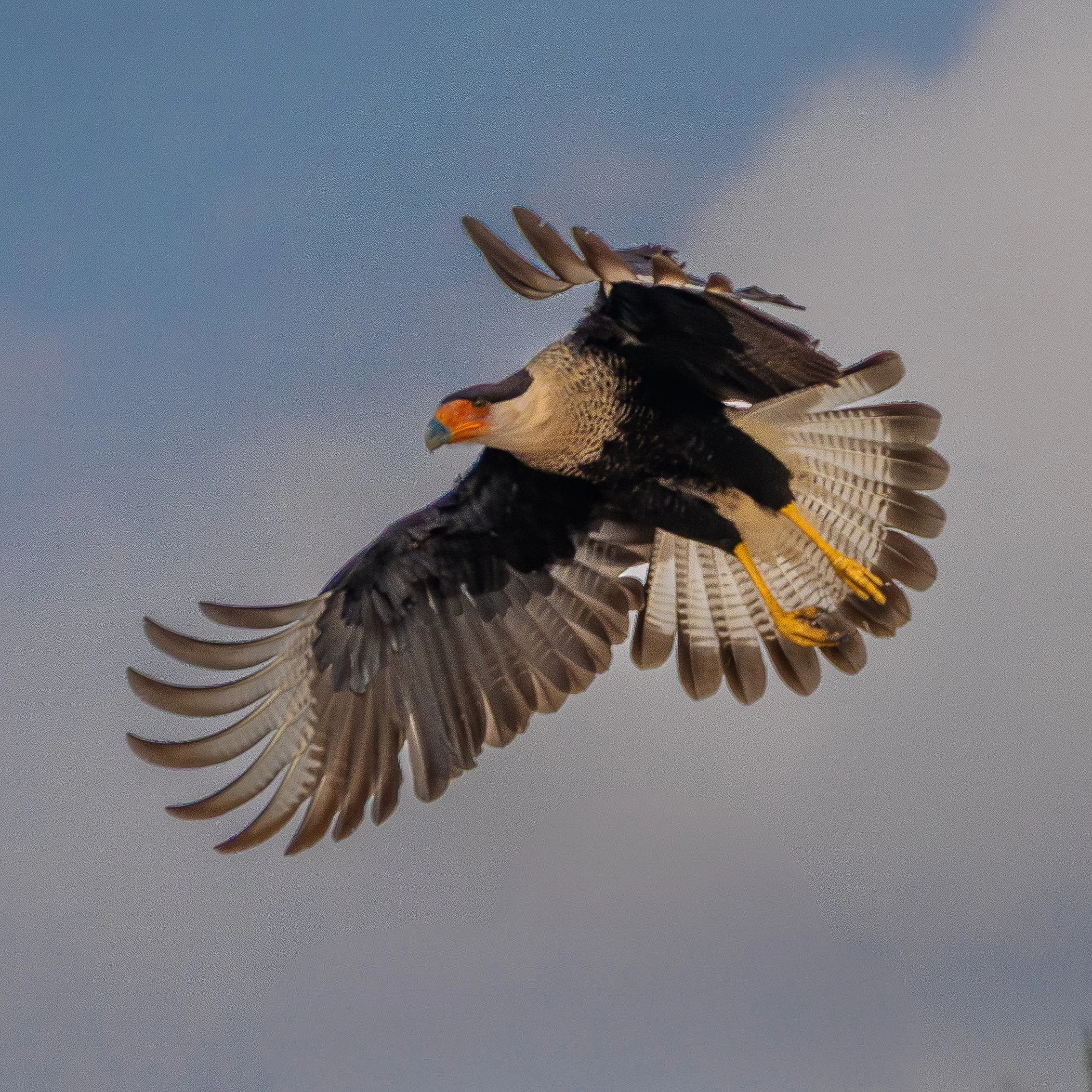 Coastal Caracaras